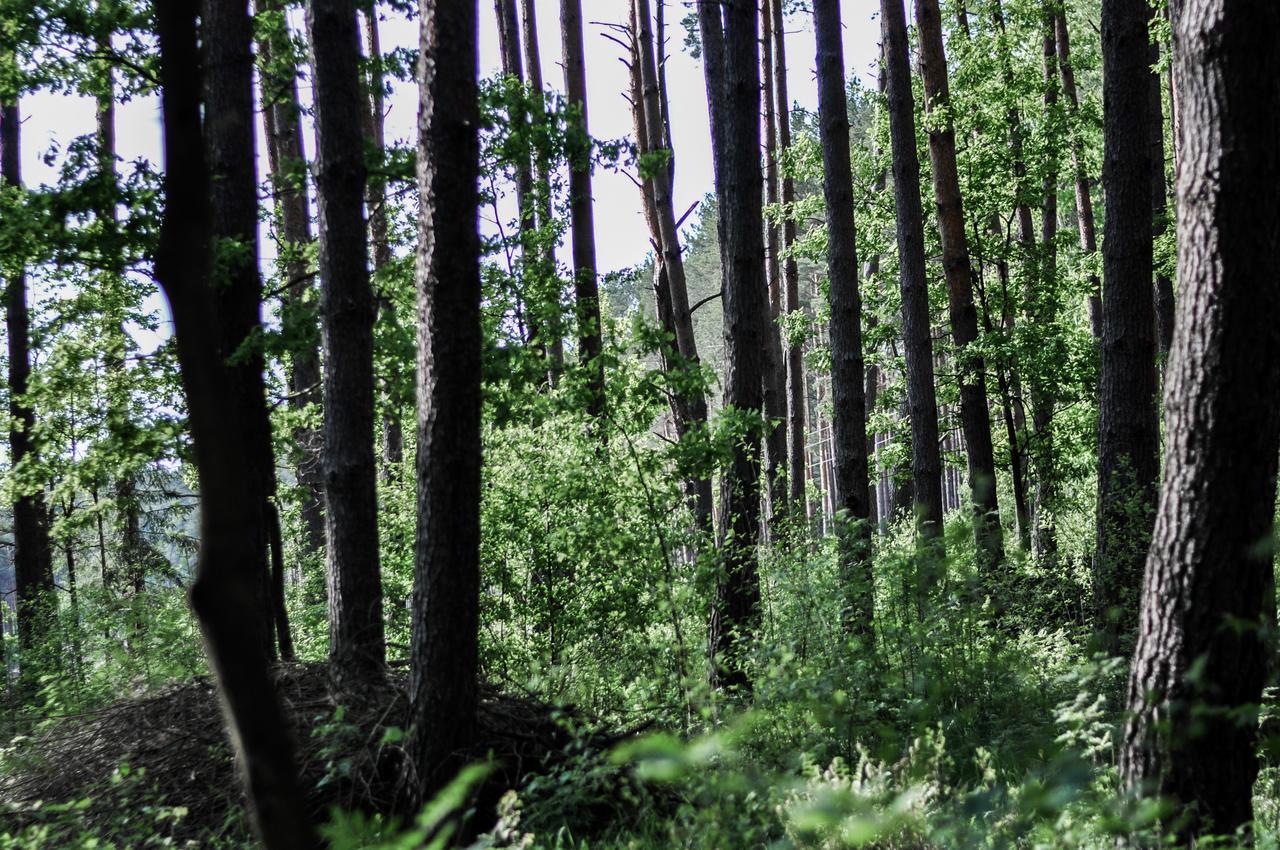 Zajazd Dabie Dabie  Buitenkant foto