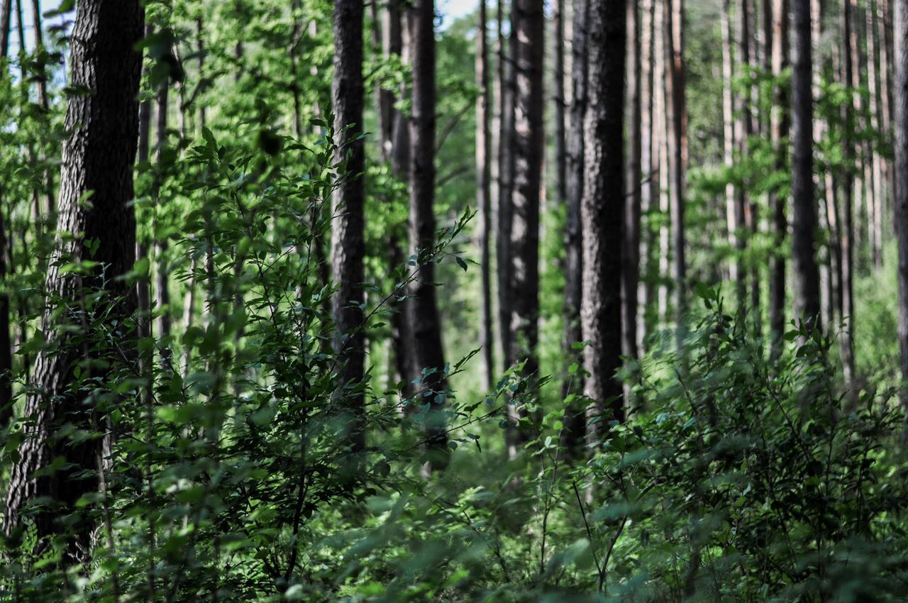 Zajazd Dabie Dabie  Buitenkant foto